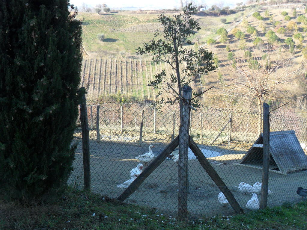 Agriturismo Alla Solagna Colli del Tronto Exterior foto